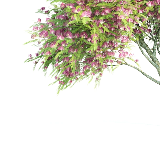 Tall and Elegant Mimosas 3D model image 4