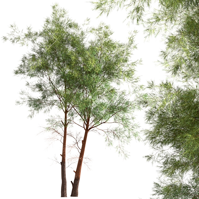 Scots Pine Tree Set: Pinus Sylvestris 3D model image 3