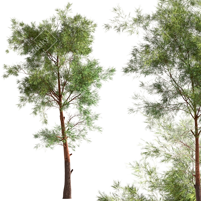 Scots Pine Tree Set: Pinus Sylvestris 3D model image 4