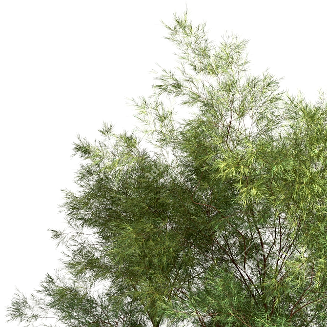 Scots Pine Tree Set: Pinus Sylvestris 3D model image 5