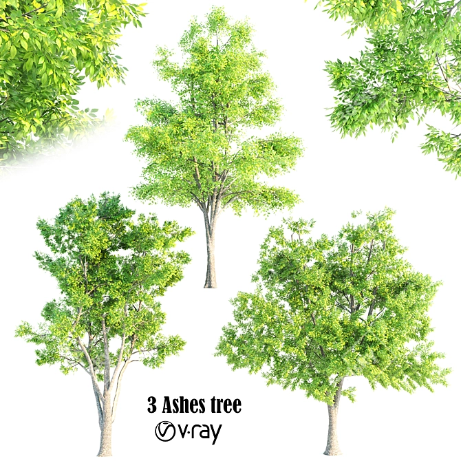 Elegant Ash Trees Trio 3D model image 1