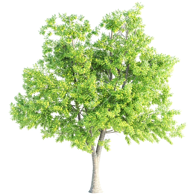 Elegant Ash Trees Trio 3D model image 3