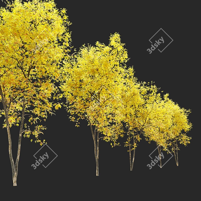 Winter & Autumn Fraxinus Tree: Separated Parts, Corona Material Library 3D model image 3