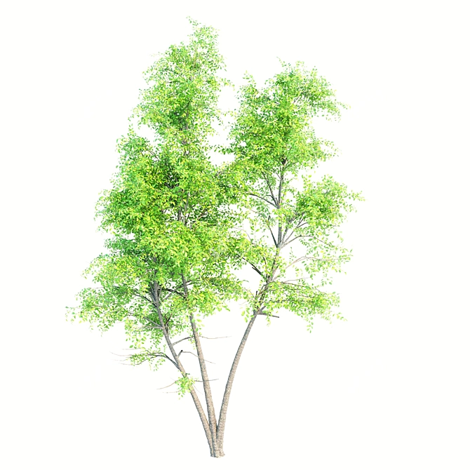 2 Ash Trees - 11m Height 3D model image 2