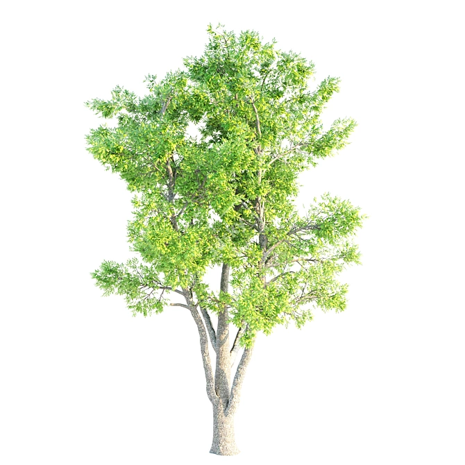 Exquisite Set of 21-Vray Tree Collection 3D model image 2