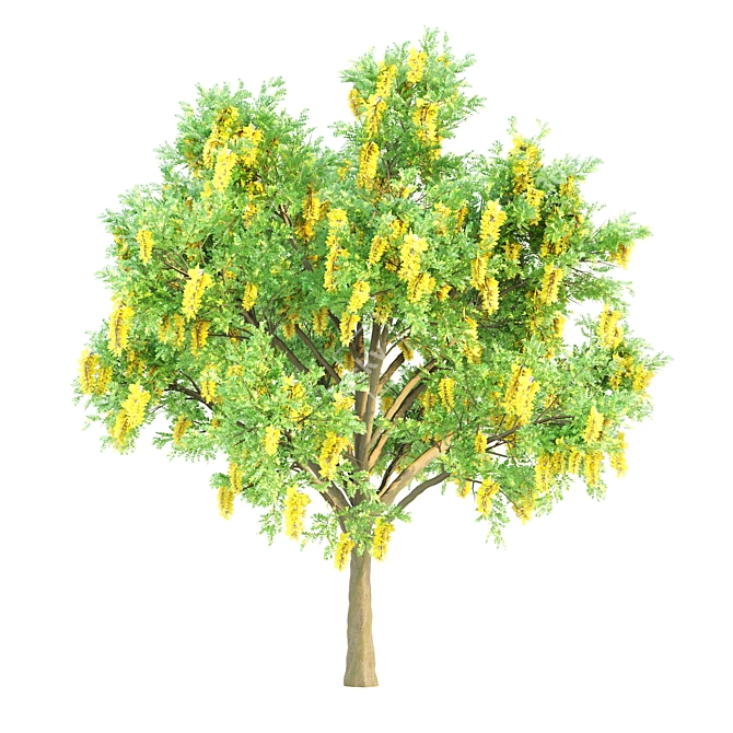 Exquisite Set of 21-Vray Tree Collection 3D model image 3