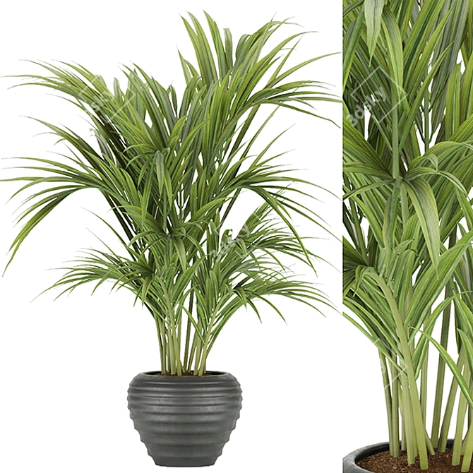 Tropical Elegance: Kentia Palm 3D model image 1