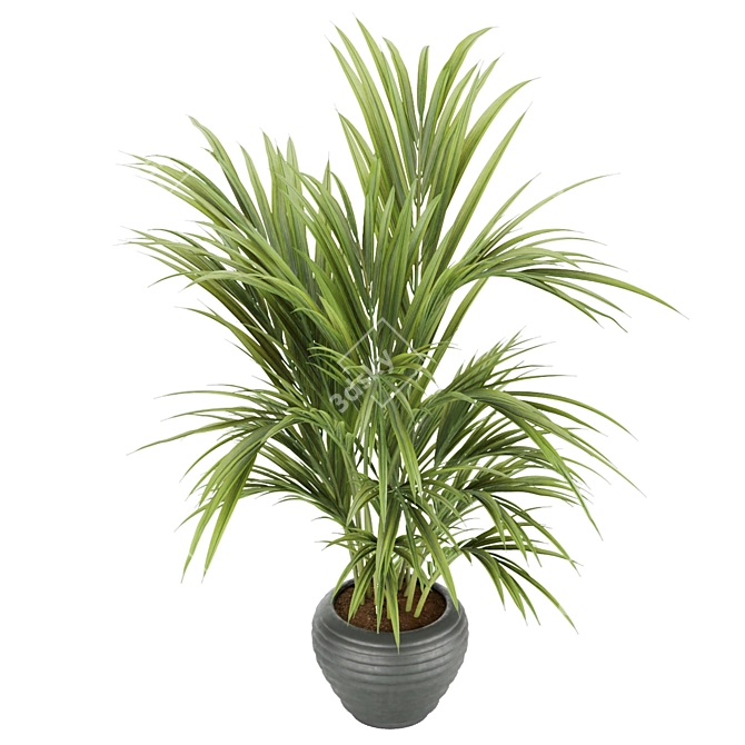 Tropical Elegance: Kentia Palm 3D model image 2