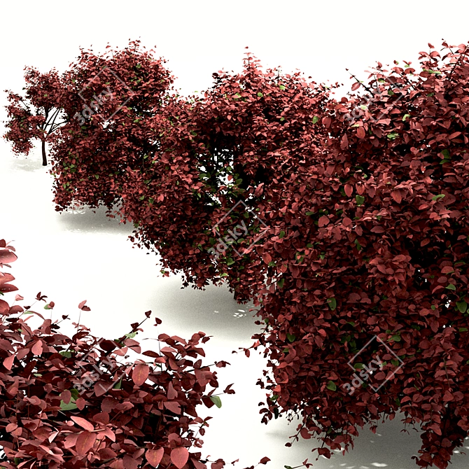 Vibrant Berberis Ottawensis Bushes for your Garden 3D model image 2