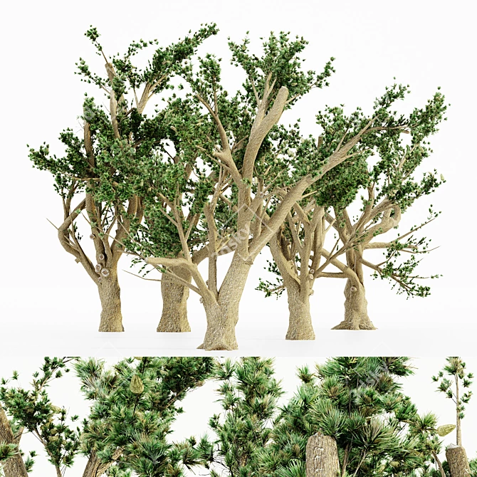Cedar Of Lebanon 5-Tree Collection 3D model image 1