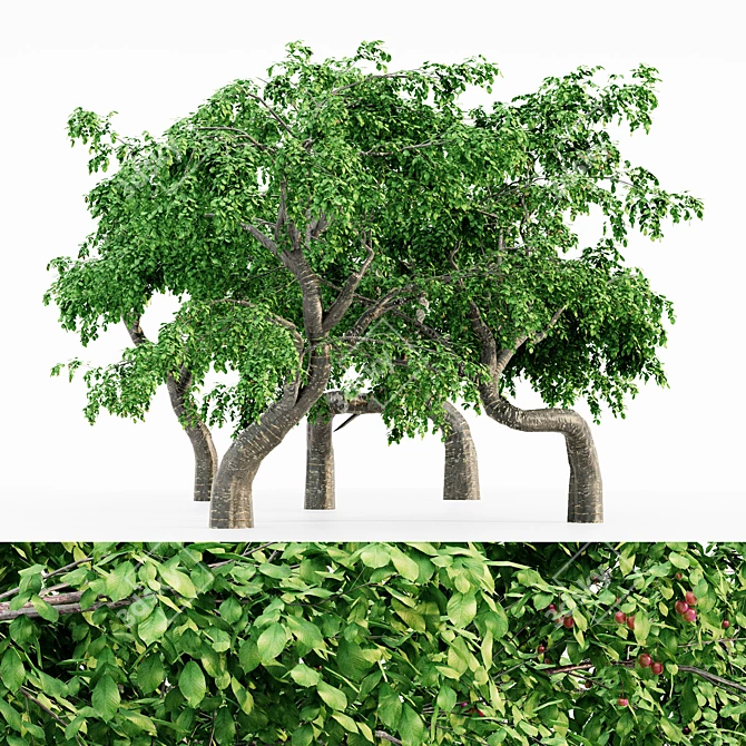 Cherry Blossom Grove Collection 3D model image 1