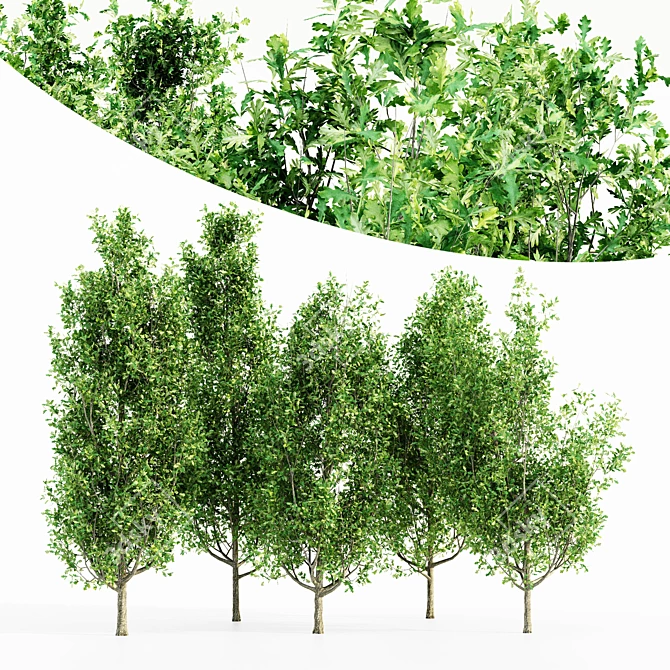  Majestic Cypress Oak Tree Bundle 3D model image 1