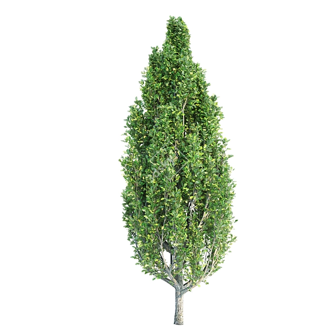 Versatile Set of Tall Trees 3D model image 2