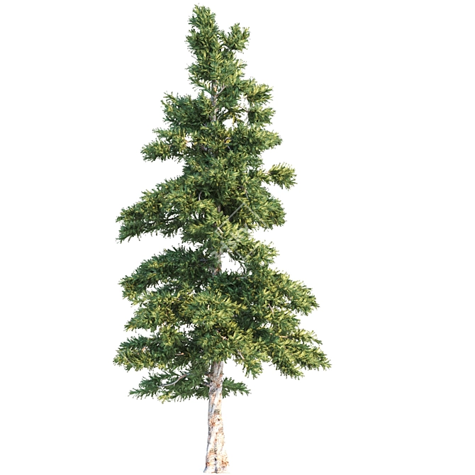 Versatile Set of Tall Trees 3D model image 4