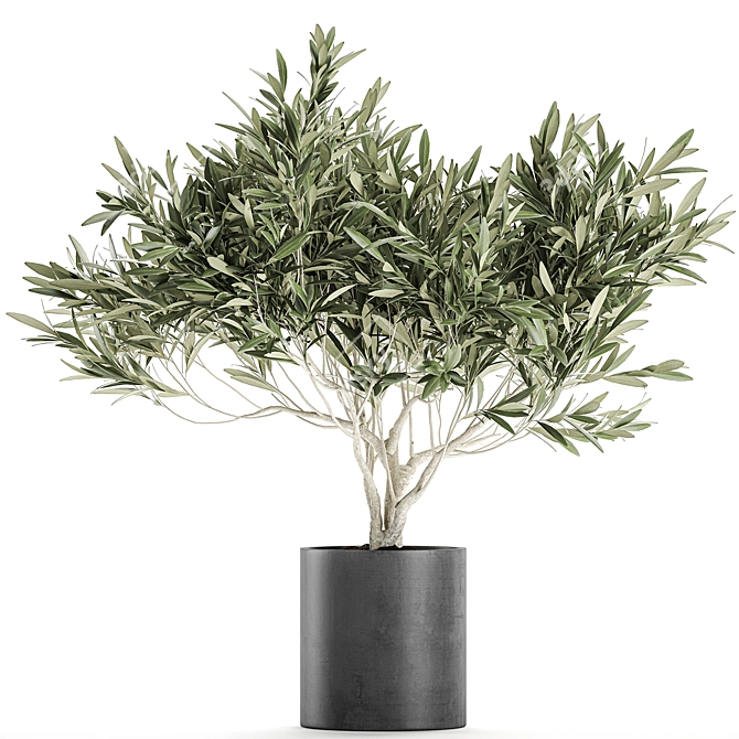 Exotic Plant Collection: Decorative Olive Tree in Black Vase 3D model image 1