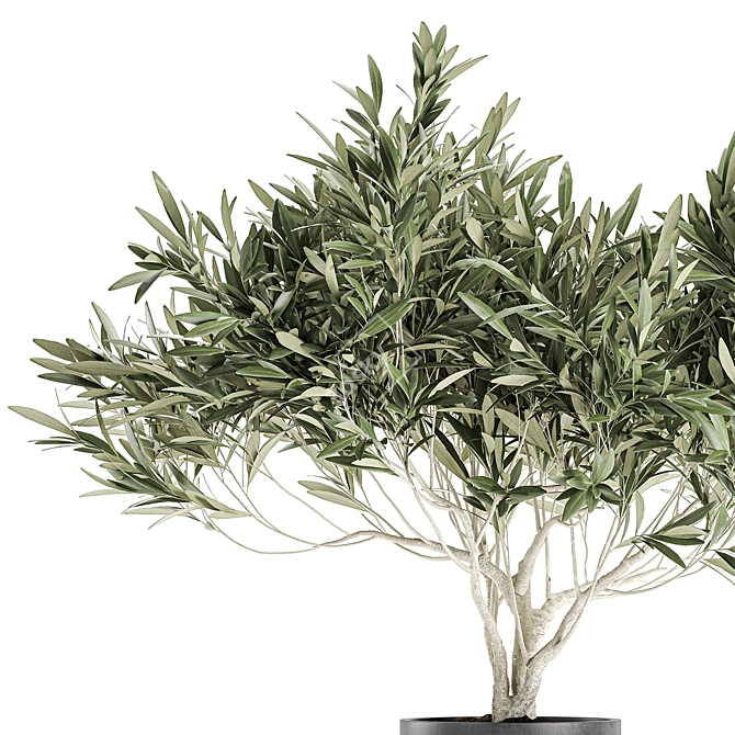 Exotic Plant Collection: Decorative Olive Tree in Black Vase 3D model image 2