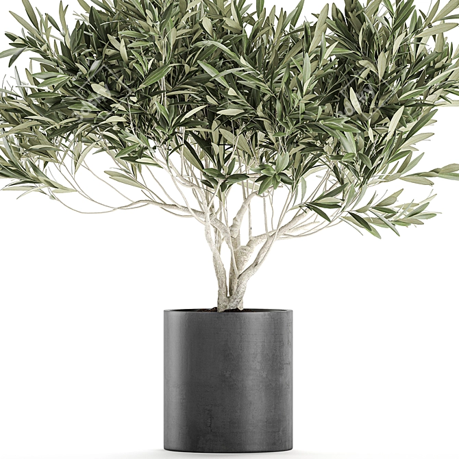 Exotic Plant Collection: Decorative Olive Tree in Black Vase 3D model image 3