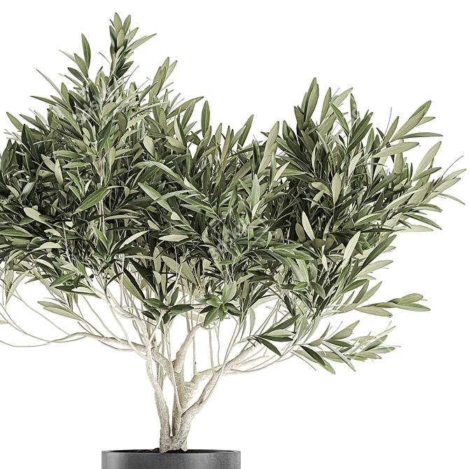Exotic Plant Collection: Decorative Olive Tree in Black Vase 3D model image 4