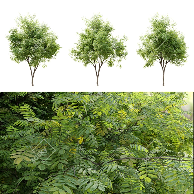 Gleditsia Triacanthos: Elegant Honey Locust 3D model image 2