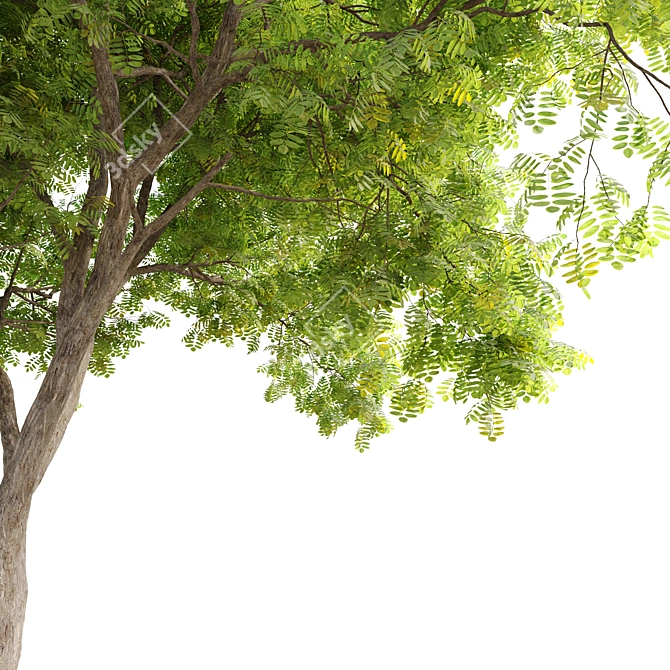 Gleditsia Triacanthos: Elegant Honey Locust 3D model image 4