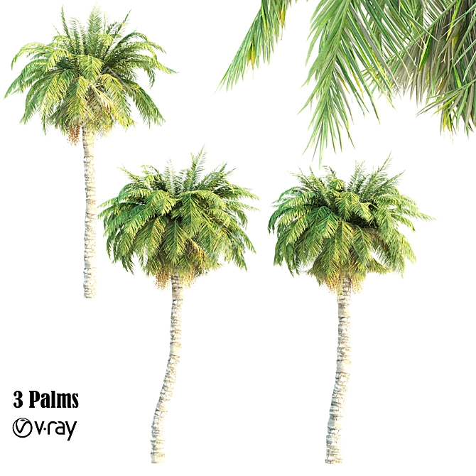 Triple Palm Collection: 7.14m, 7.6m, & 8.1m 3D model image 1