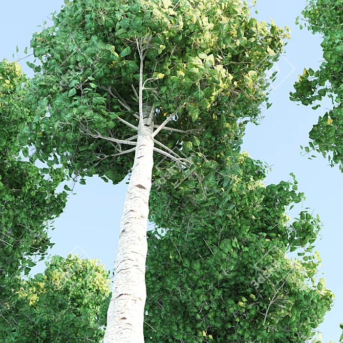 VRAY Aspen Trees Bundle 3D model image 2