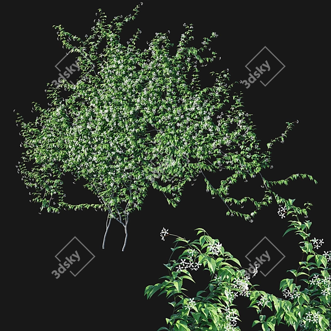 Twining Jasmine - Trachelospermum Jasminoides 3D model image 1
