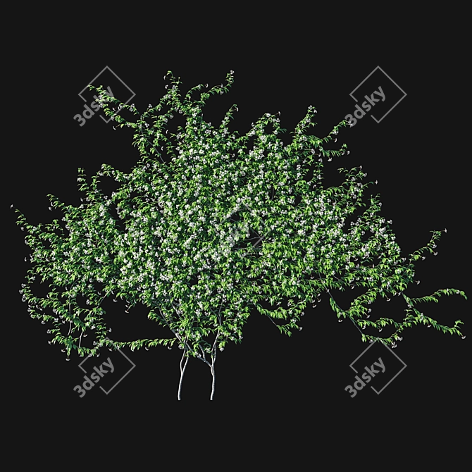 Twining Jasmine - Trachelospermum Jasminoides 3D model image 2