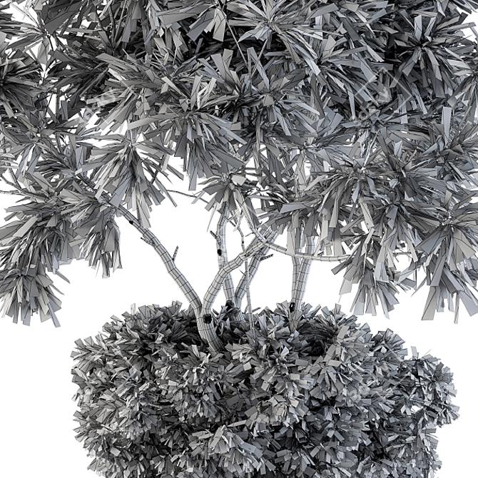 Elegant Indoor Olive Plant Set 3D model image 4