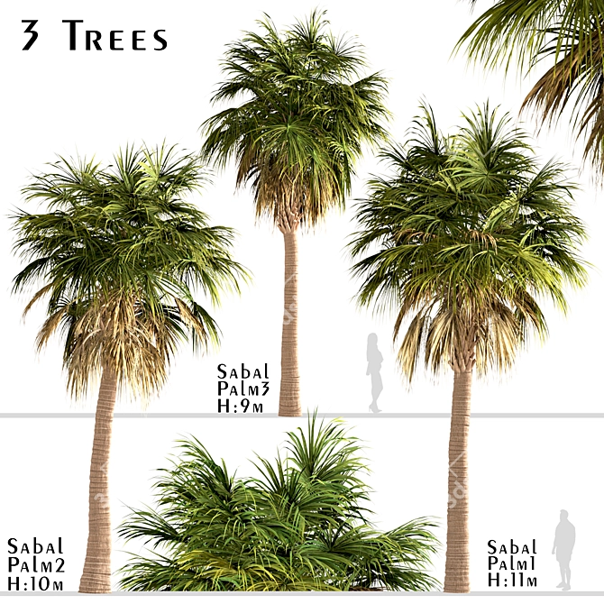 Triple Sabal Palm Tree Set - Lush Cabbage Palms 3D model image 1