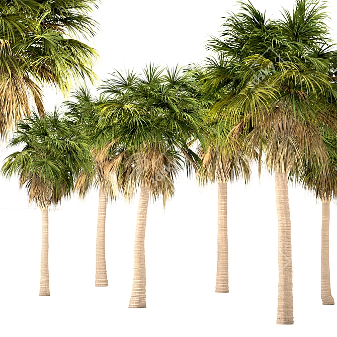 Triple Sabal Palm Tree Set - Lush Cabbage Palms 3D model image 2