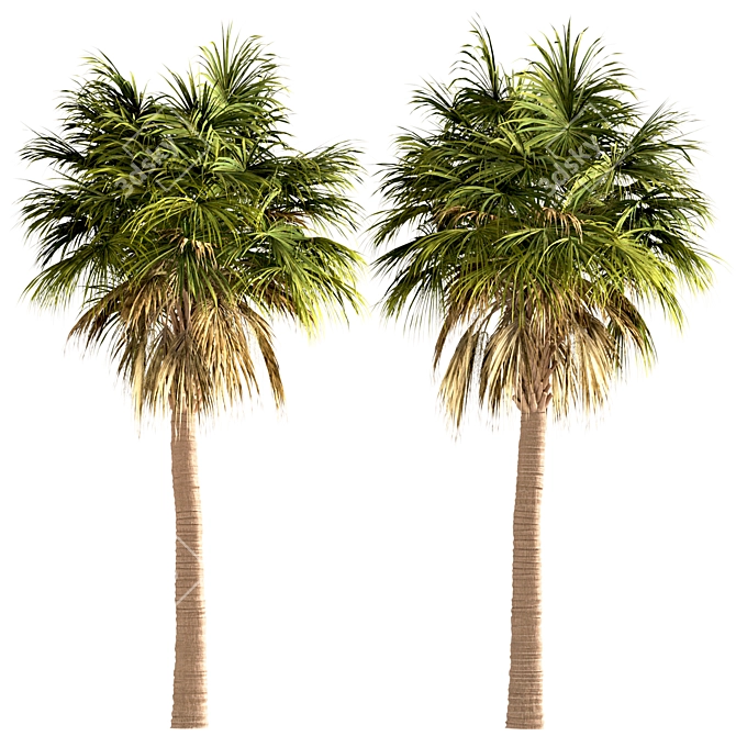 Triple Sabal Palm Tree Set - Lush Cabbage Palms 3D model image 3