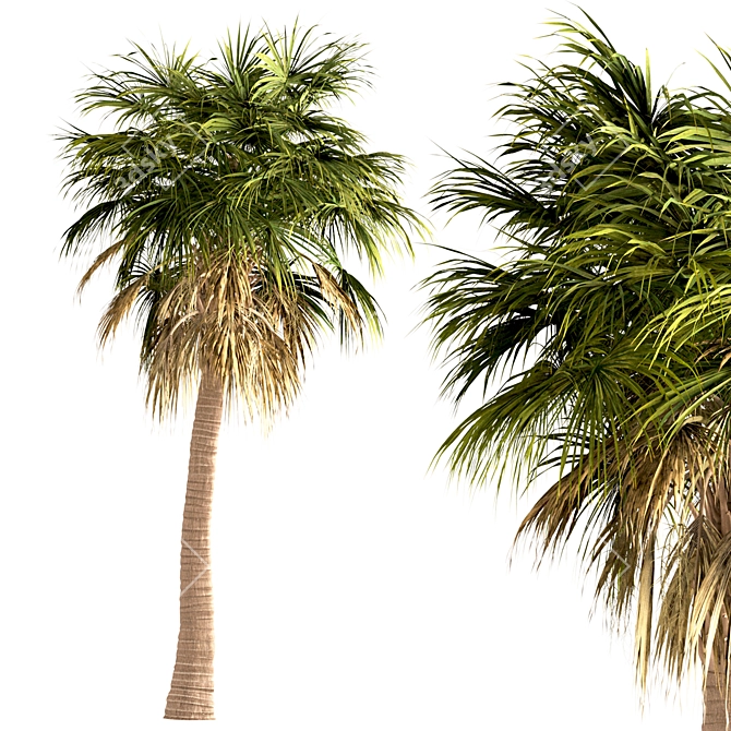 Triple Sabal Palm Tree Set - Lush Cabbage Palms 3D model image 4