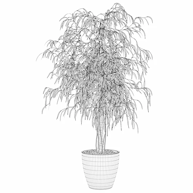 Ficus Ali - Exquisite Indoor Plant 3D model image 2