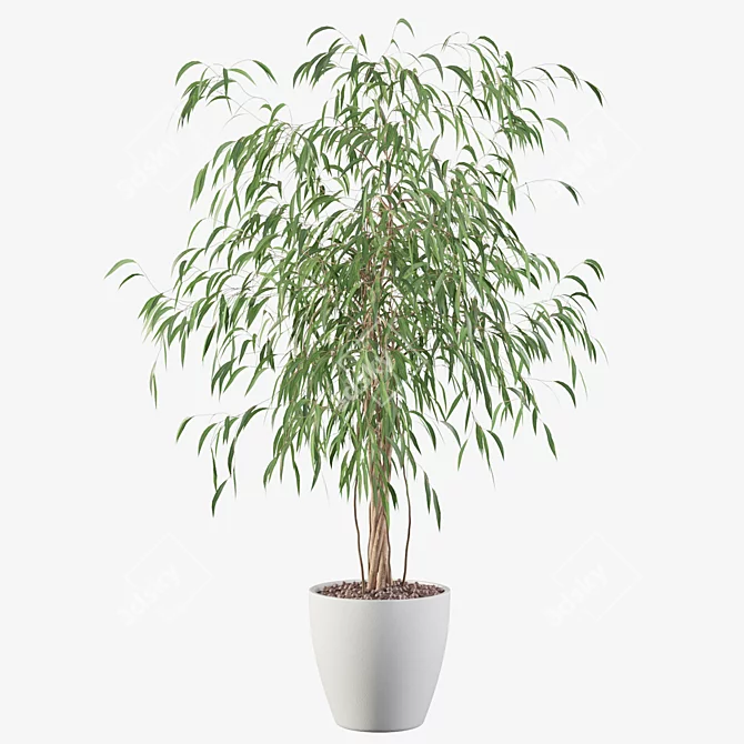 Ficus Ali - Exquisite Indoor Plant 3D model image 3