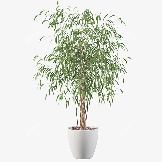 Ficus Ali - Exquisite Indoor Plant 3D model image 4