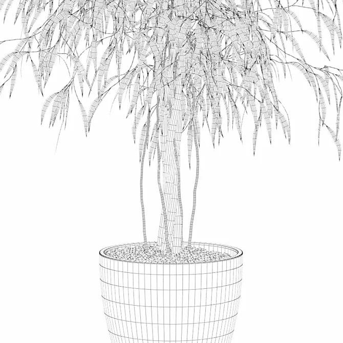 Ficus Ali - Exquisite Indoor Plant 3D model image 5