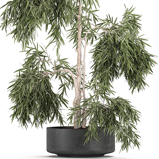 Exotic Tropical Olive Tree: Indoor/Outdoor Decor 3D model image 2