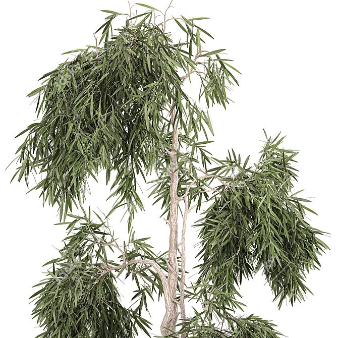 Exotic Tropical Olive Tree: Indoor/Outdoor Decor 3D model image 3