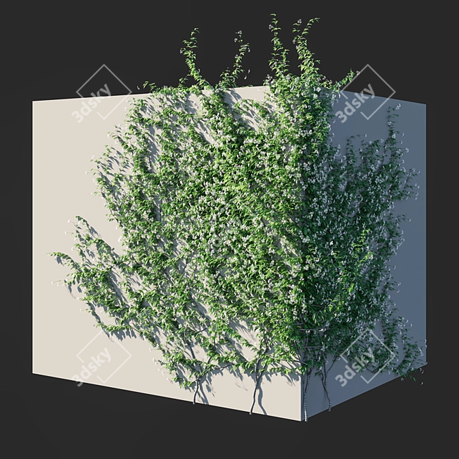 Trachelospermum Jasminoides 2: Elegant Garden Beauty 3D model image 1