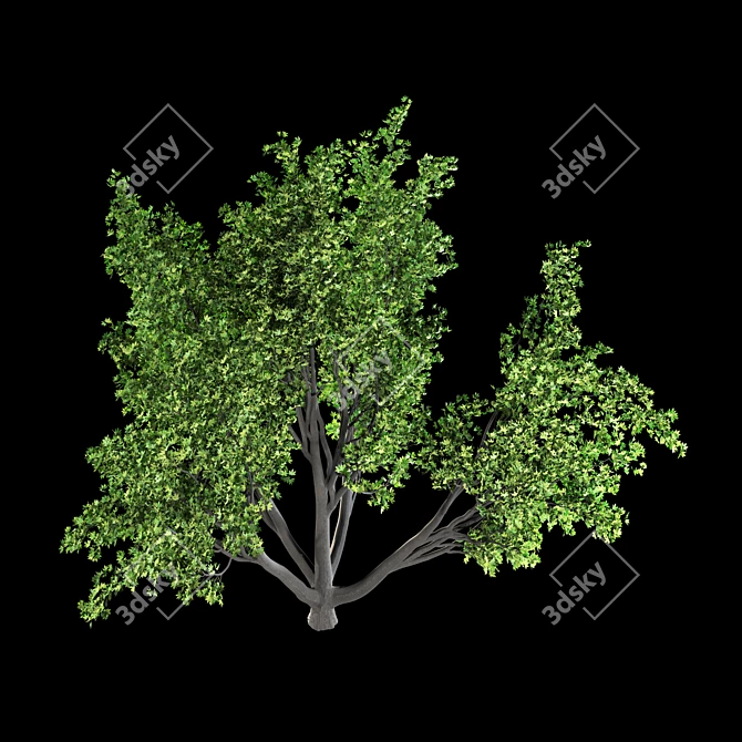 Spring Blossom Maple Tree 3D model image 2