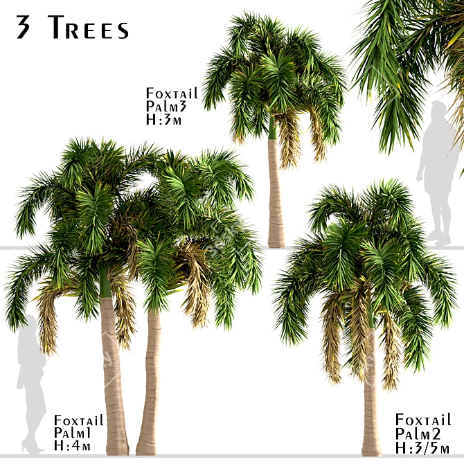 Exotic Foxtail Palms: Set of 3 3D model image 1