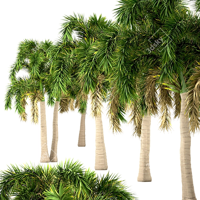 Exotic Foxtail Palms: Set of 3 3D model image 2