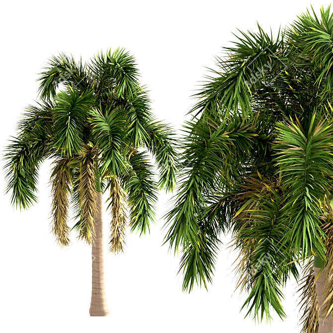 Exotic Foxtail Palms: Set of 3 3D model image 3