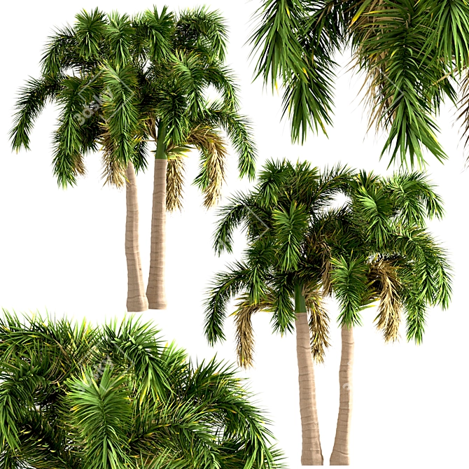 Exotic Foxtail Palms: Set of 3 3D model image 4