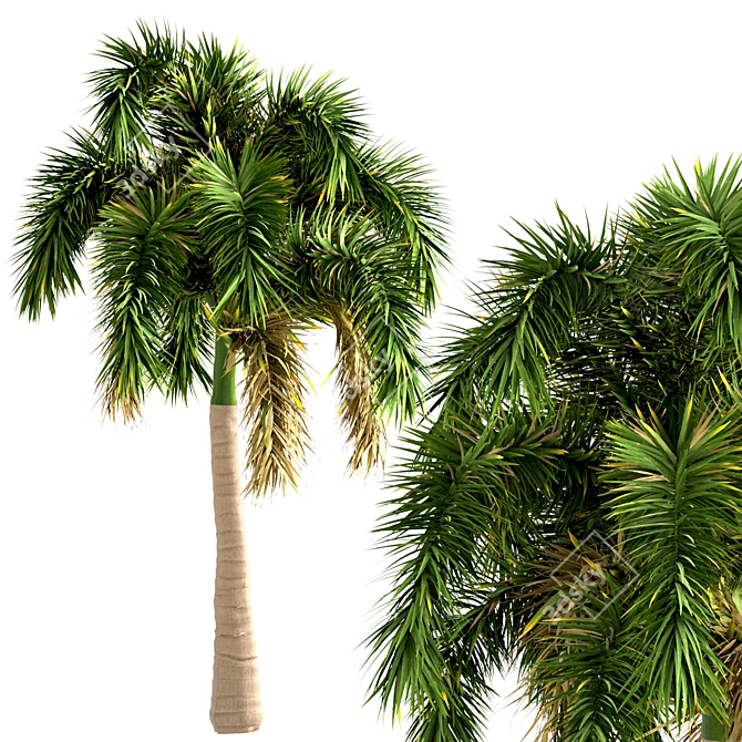 Exotic Foxtail Palms: Set of 3 3D model image 5