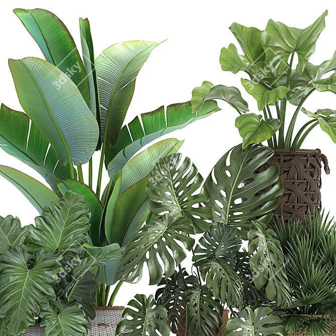 Exotic Rattan Plant Collection 3D model image 4