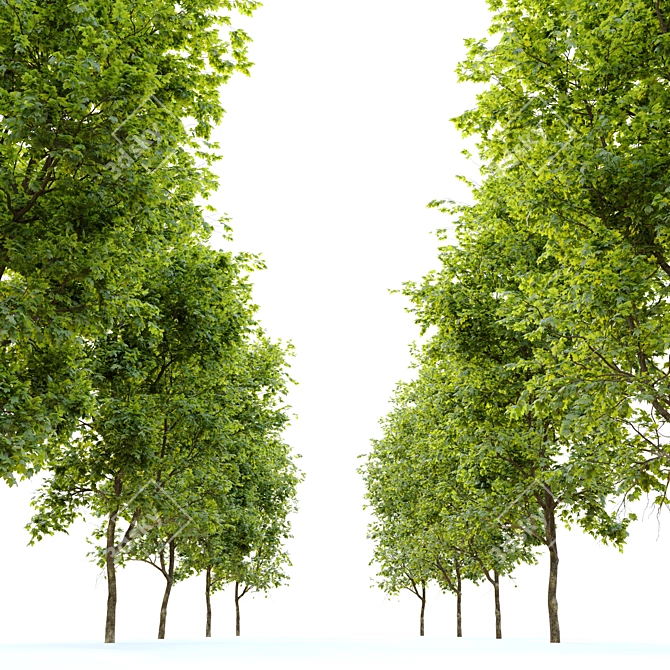 Sycamore Maple Tree - Authentic Acer Pseudoplatanus 3D model image 3