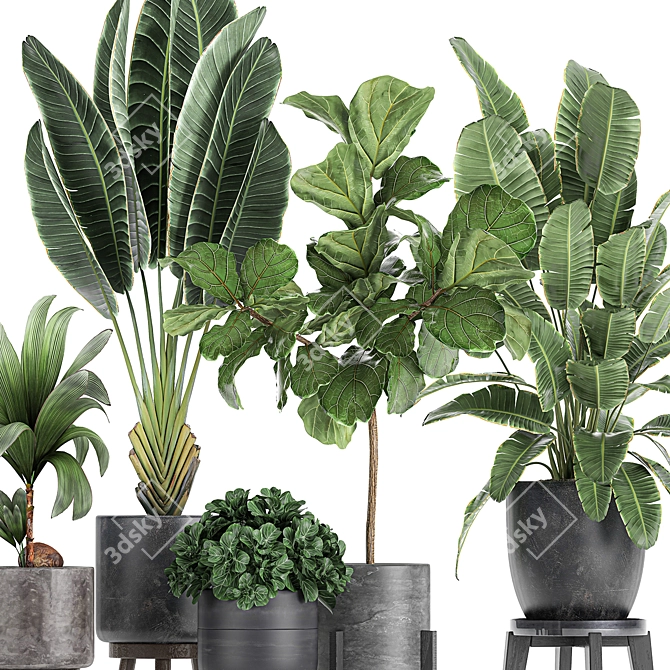 Exotic Plant Collection in Black Pots 3D model image 2