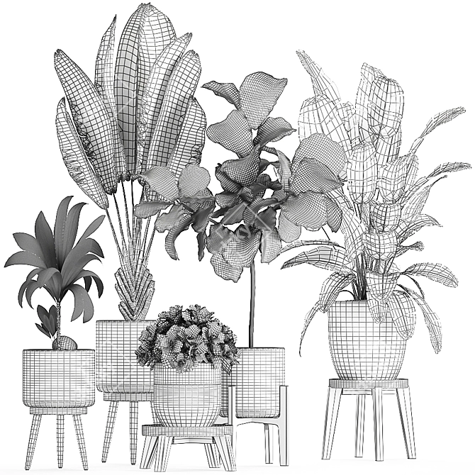 Exotic Plant Collection in Black Pots 3D model image 5